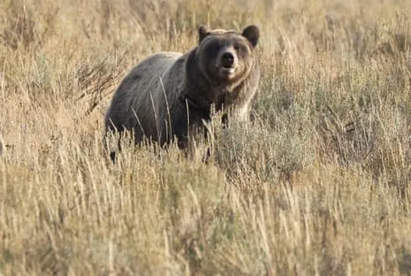 Trail Walker Attacked by Grizzly in National Park Flown to Medical Facility