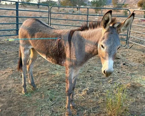 Burro On the Mend Following Newest Projectile Strike on Free-Roaming Asses in the Golden State
