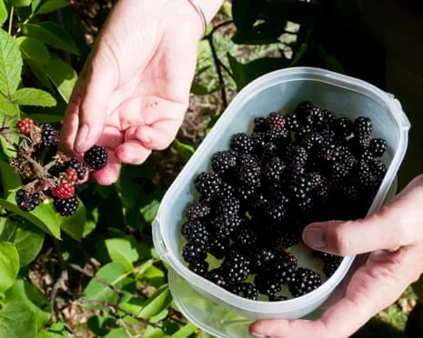In Search Of: Tasty Pastries to Utilize a Glut of House-Made Jam