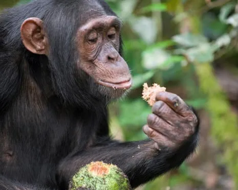 Chimpanzees Drink Daily Ethanol Equivalent to a Lager from Ripe Fruit