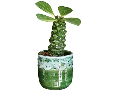 Will This Euphorbia Ritchiei Once Again Grow Leaves Back?